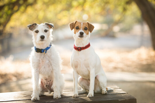 Adorable jack russell terrier dogs sitting perfectly and looking at the camera for the picture