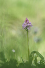 Orchis pyramidal