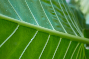Close up of a beautiful perfect banana leaf.