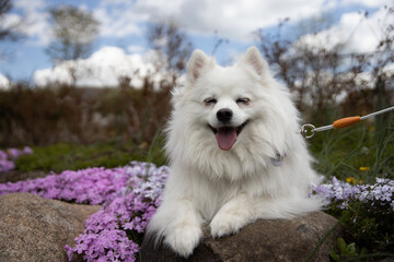 dog in the park