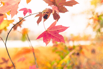 Multi-colored sweet gum leaves in a woods in the Fall
