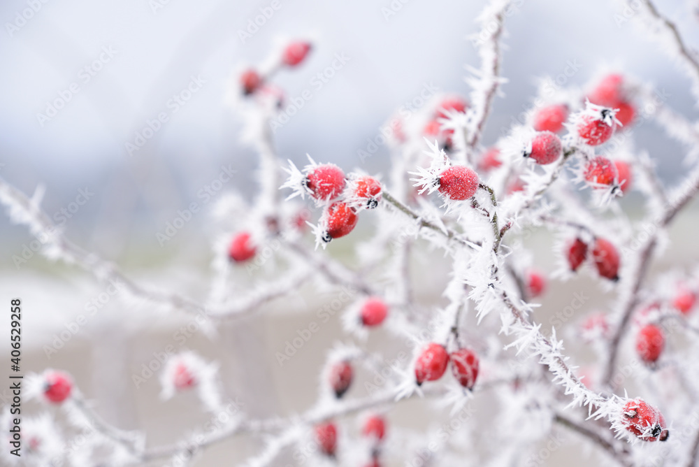 Wall mural in winter when there is frost and sub-zero temperatures, a bush with rose hips is covered with ice a