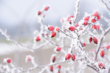 In winter when there is frost and sub-zero temperatures, a bush with rose hips is covered with ice...