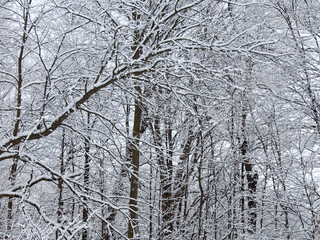 Quiet Winter Woods