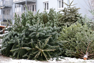 Many used Christmas trees lie on the street in winter in front of a residential building, waiting...