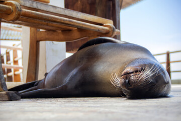 Obraz premium Sea lion sleeping in Galapagos