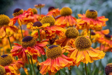Helenium Waltraut autumnale family Asteraceae bright orange red yellow flowers with carved plaster...