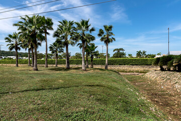 Green area with palm trees at the entrance of an urbanization. 