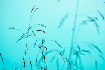 Close-up of aquatic grass plants. Blue background