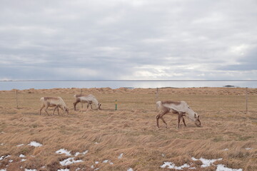 Hofn, Iceland; Apr. 14, 2017. Photographs of an 11-day 4x4 trip through Iceland. Day 4. From Höfn to Reyðarfjörður.