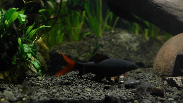 popular freshwater cleaner fish rainbow shark inspect gravel bottom searching for food, active and useful algae cleaner species live in nature aquarium