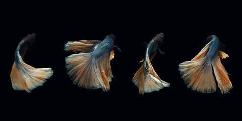 Back side view angle of golden halfmoon rosetail yellow gold cooper betta siamese fighting fish isolated on black color background. Photo collage