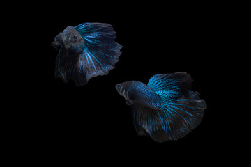 Fototapeta premium Two dancing Black Blue Mamba Avatar halfmoon betta splendens siamese fighting fish isolated on black color background. Image photo