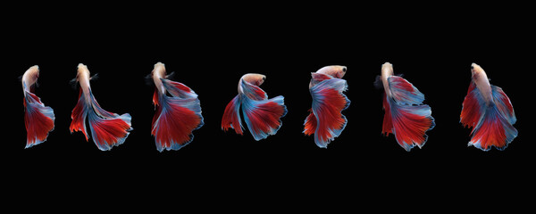 Photo collage of red blue mascot halfmoon betta splendens siamese fighting fish isolated on black color background. Image photo
