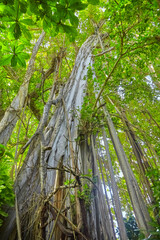 Fototapety na wymiar - Fototapeta24.pl