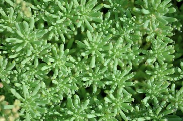 Succulent plant sedum or stonecrop as a nature green background close-up, top view.