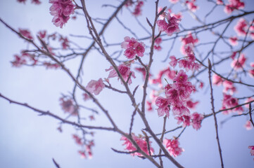 pink cherry blossoms