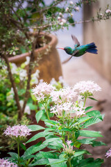 hummingbird in the garden