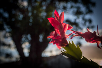 pink flower in the garden
