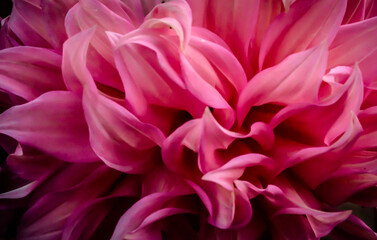 magenta pink dahlia flower