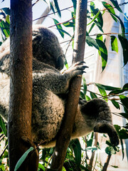 koala in tree