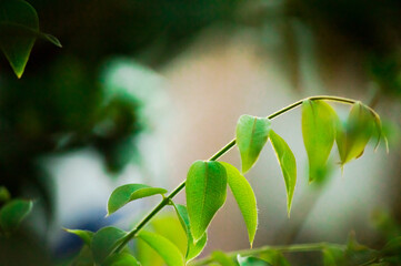 green leaves background