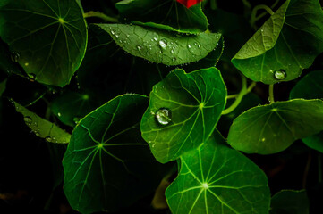 water drops on a leaf