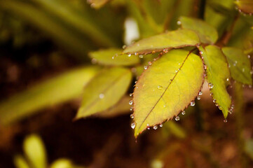 leaf with water drops