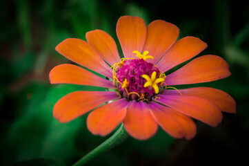orange flower in the garden