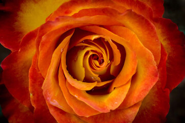 orange yellow and red rose closeup