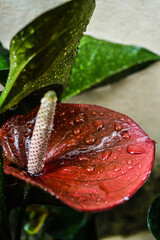 red anthurium with water drops