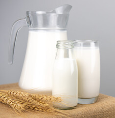  Jug and bottle of fresh milk glass and barley wheat on sackcloth for a background.Raw milk is high in calcium and protein to drink for all ages.Milk consumption nutritious and healthy dairy product
