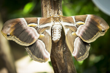 Open moth butterfly perched on a tree