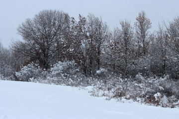 Snow Covered Trees after Winter Storm