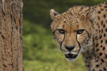 Portrait of a cheetah standing near a tree isolated on a green background(Acinonyx jubatus). close-up