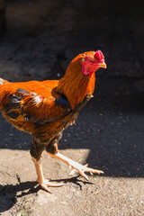 イラン　ラシュトのバザールで売られていた鶏
