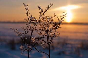 winter still life. flower covered with frost in winter on the background of the sunset