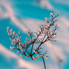 winter still life. flower covered with frost in winter on a white-turquoise background