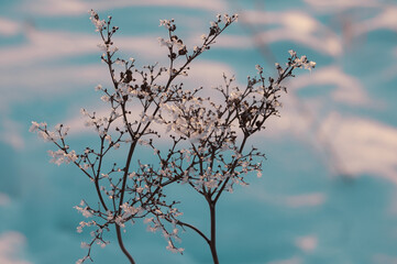 winter still life. flower covered with frost in winter on a white-turquoise background