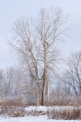 A grouping of large trees in the winter with a partly cloudy sky