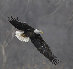 Bald Eagles Soaring Through Snow