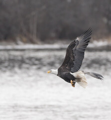 Eagle With Fish over a River