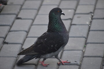 The dove on the floor.