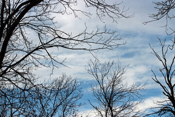 Big skies and big trees