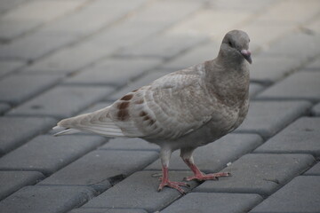A grey dove.
