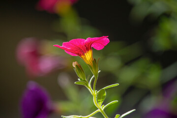 Flower in the garden pink Calibrachoa 03
