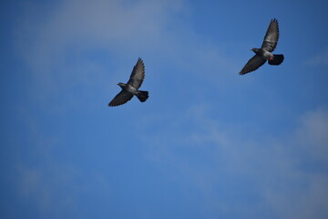 Two birds in the sky.