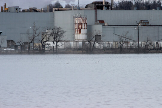 Geese swimming past the papermill
