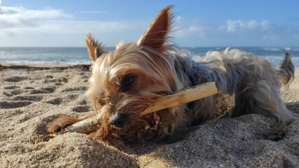 Cute Yorkshire terrier dog chewing a stick on beach. Close up, low angle.
