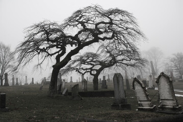 Spooky graveyard scene complete with scary trees and deep fog